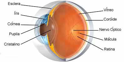 macula